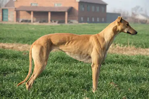 格力犬撵兔视频（格力犬撵野兔）